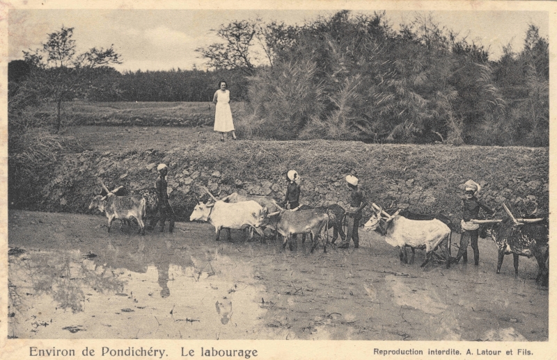 13-04 - Environs de Pondichery - labourage